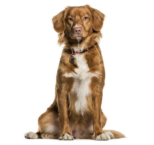 Nova scotia duck tolling shops retriever water